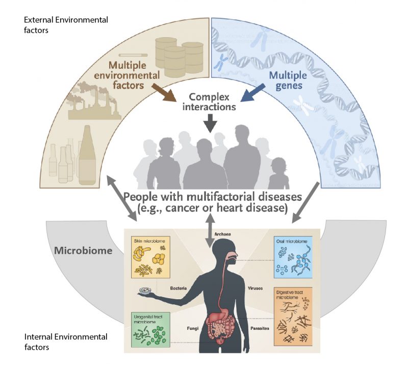 THE GUT MICROBIOME AND ITS INTERACTIONS WITH THE HUMAN GENOME ...